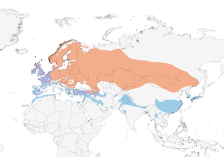 Distribution of the Northern Lapwing - Range Map