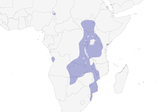 Distribution of the Long-toed Lapwing - Range Map