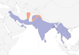 Distribution of the Red-wattled Lapwing - Range Map
