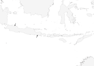 Distribution of the Javan Lapwing - Range Map