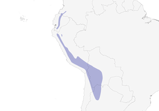 Distribution of the Andean Lapwing - Range Map