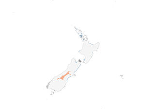 Distribution of the Wrybill - Range Map