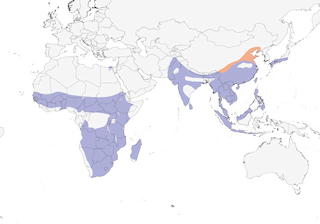 Distribution of the Greater Painted-Snipe - Range Map