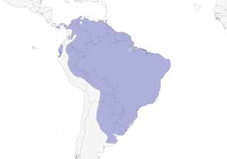 Distribution of the Wattled Jacana - Range Map