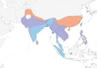 Distribution of the Pheasant-tailed Jacana - Range Map