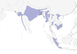 Distribution of the Bronze-winged Jacana - Range Map