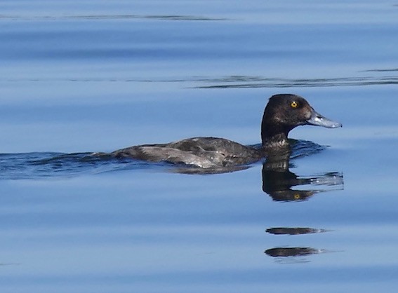 Lesser Scaup - Dave Trochlell