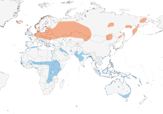 Distribution of the Black-tailed Godwit - Range Map