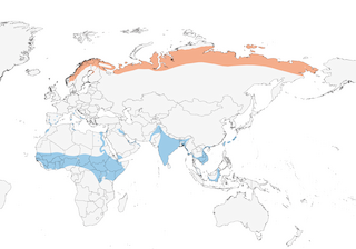 Distribution of the Temminck's Stint - Range Map