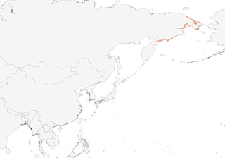 Distribution of the Spoon-billed Sandpiper - Range Map