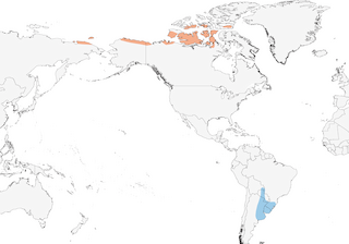 Distribution of the Buff-breasted Sandpiper - Range Map