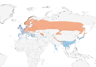 Distribution of the Eurasian Woodcock - Range Map