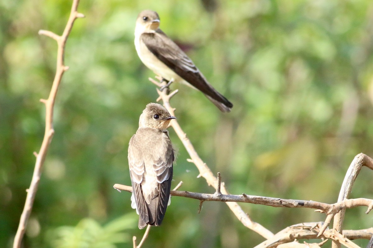 Southern Rough-winged Swallow - ML169647701