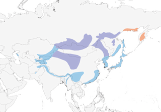 Distribution of the Solitary Snipe - Range Map