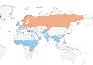 Distribution of the Common Snipe - Range Map