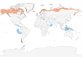 Distribution of the Red-necked Phalarope - Range Map