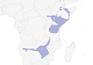 Distribution of the Three-banded Courser - Range Map