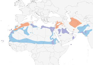 Distribution of the Cream-colored Courser - Range Map