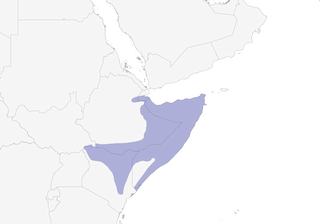 Distribution of the Somali Courser - Range Map