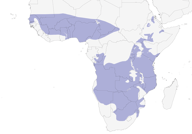 Distribution of the Temminck's Courser - Temminck's Courser - 