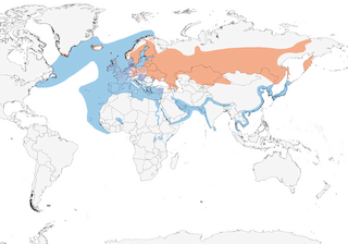 Distribution of the Black-headed Gull - Range Map