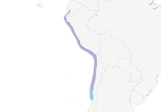 Distribution of the Belcher's Gull - Range Map