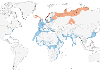 Distribution of the Lesser Black-backed Gull - Range Map