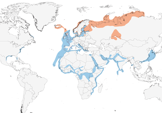 Lesser Black Backed Gull Migration Route