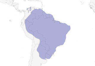 Distribution of the Large-billed Tern - Range Map