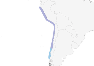 Distribution of the Inca Tern - Range Map