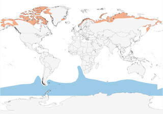Distribution of the Long-tailed Jaeger - Range Map
