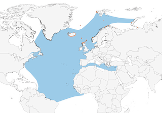 Distribution of the Great Skua - Range Map