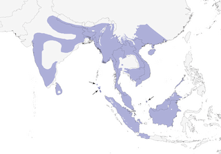 Distribution of the Brown Boobook - Range Map