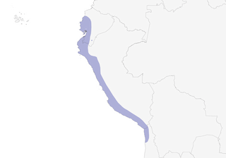 Distribution of the Peruvian Pygmy-Owl - Range Map