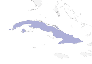 Distribution of the Cuban Pygmy-Owl - Range Map