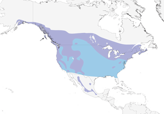 Distribution of the Northern Saw-whet Owl - Range Map