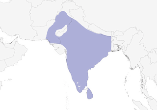 Distribution of the Indian Scops-Owl - Range Map