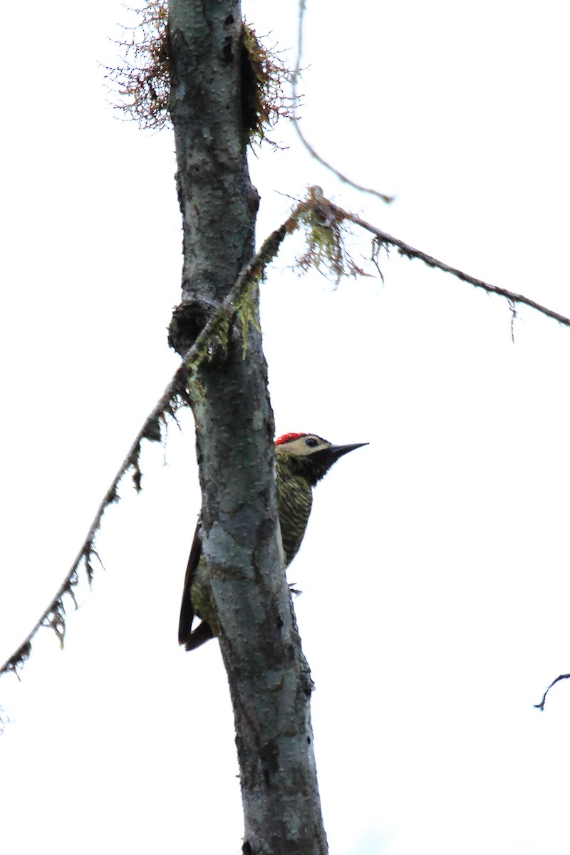 Golden-olive Woodpecker (rubripileus) - Butch Carter