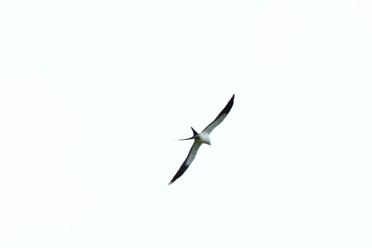 Swallow-tailed Kite - ML169652871