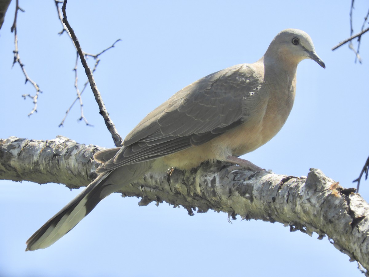 Spotted Dove - Kendell Loyd