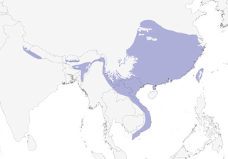 Distribution of the Tawny Fish-Owl - Range Map