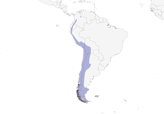Distribution of the Andean Condor - Range Map