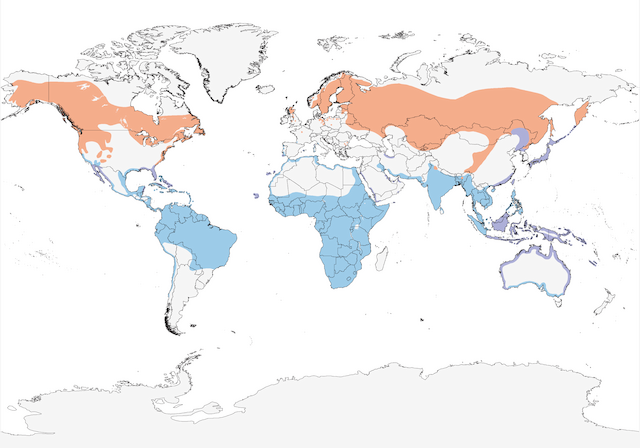 Figures - Osprey - Pandion haliaetus - Birds of the World