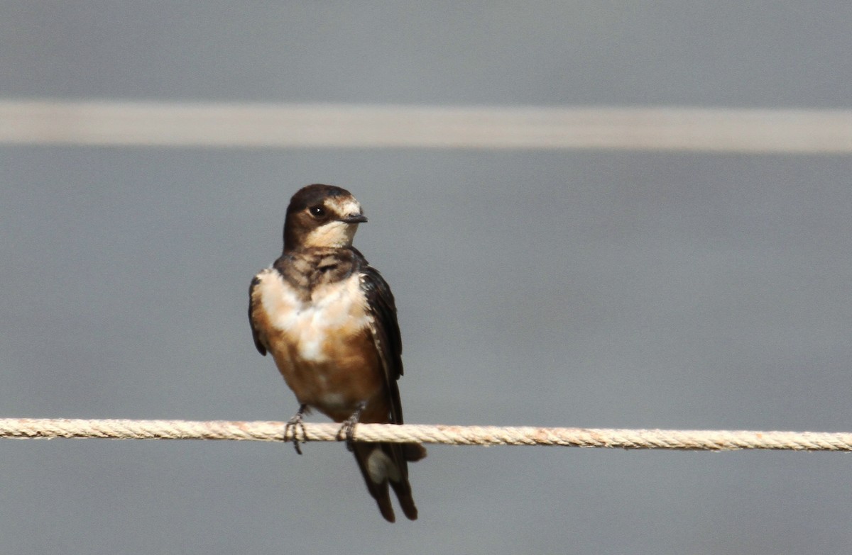 Barn Swallow - yuda siliki