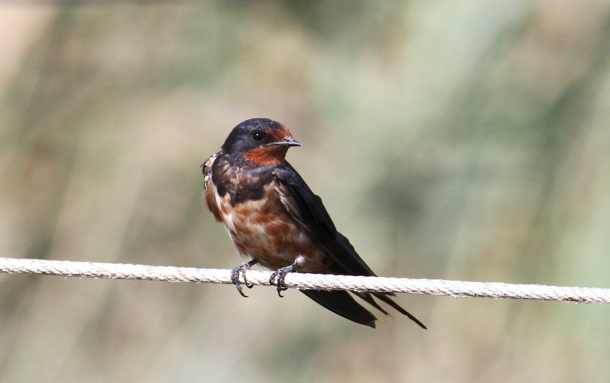Barn Swallow - yuda siliki