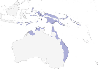 Distribution of the Pacific Baza - Range Map