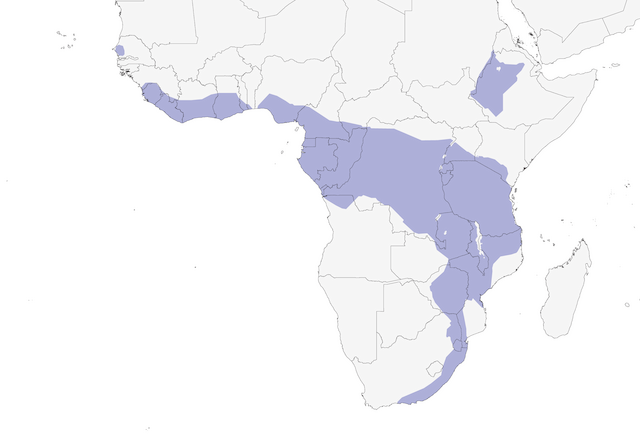 Figures - Crowned Eagle - Stephanoaetus coronatus - Birds of the World