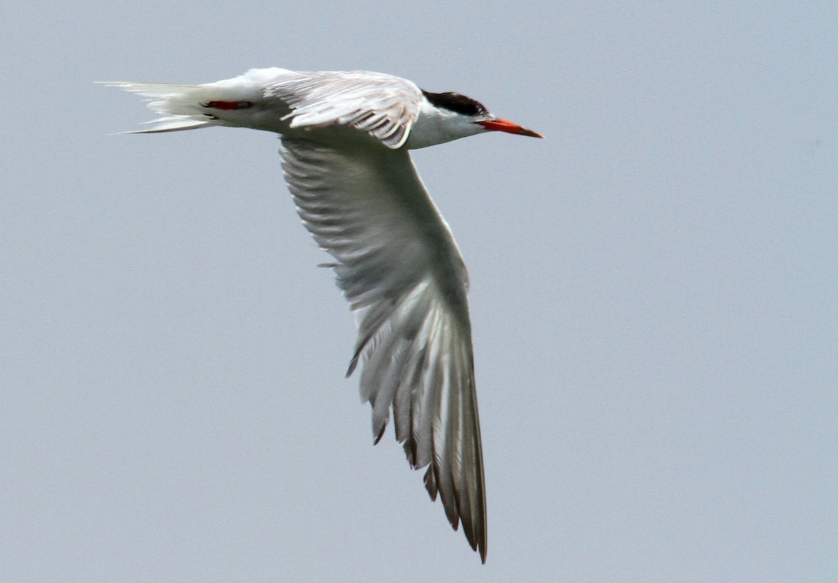 Common Tern - ML169655791