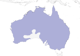 Distribution of the Little Eagle - Range Map