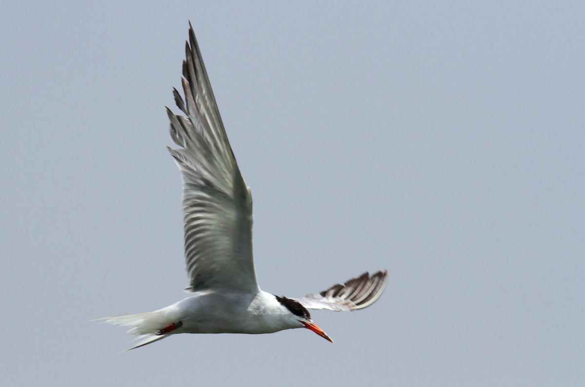 Common Tern - ML169656041